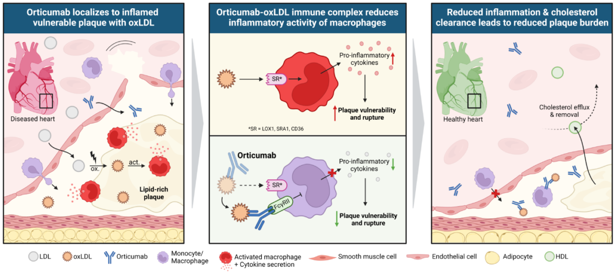 Orticumab - Abcentra