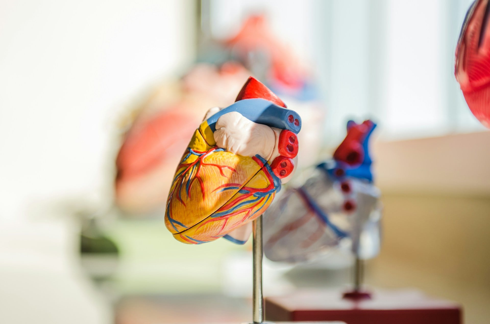 Model of anatomical heart sitting on a desk