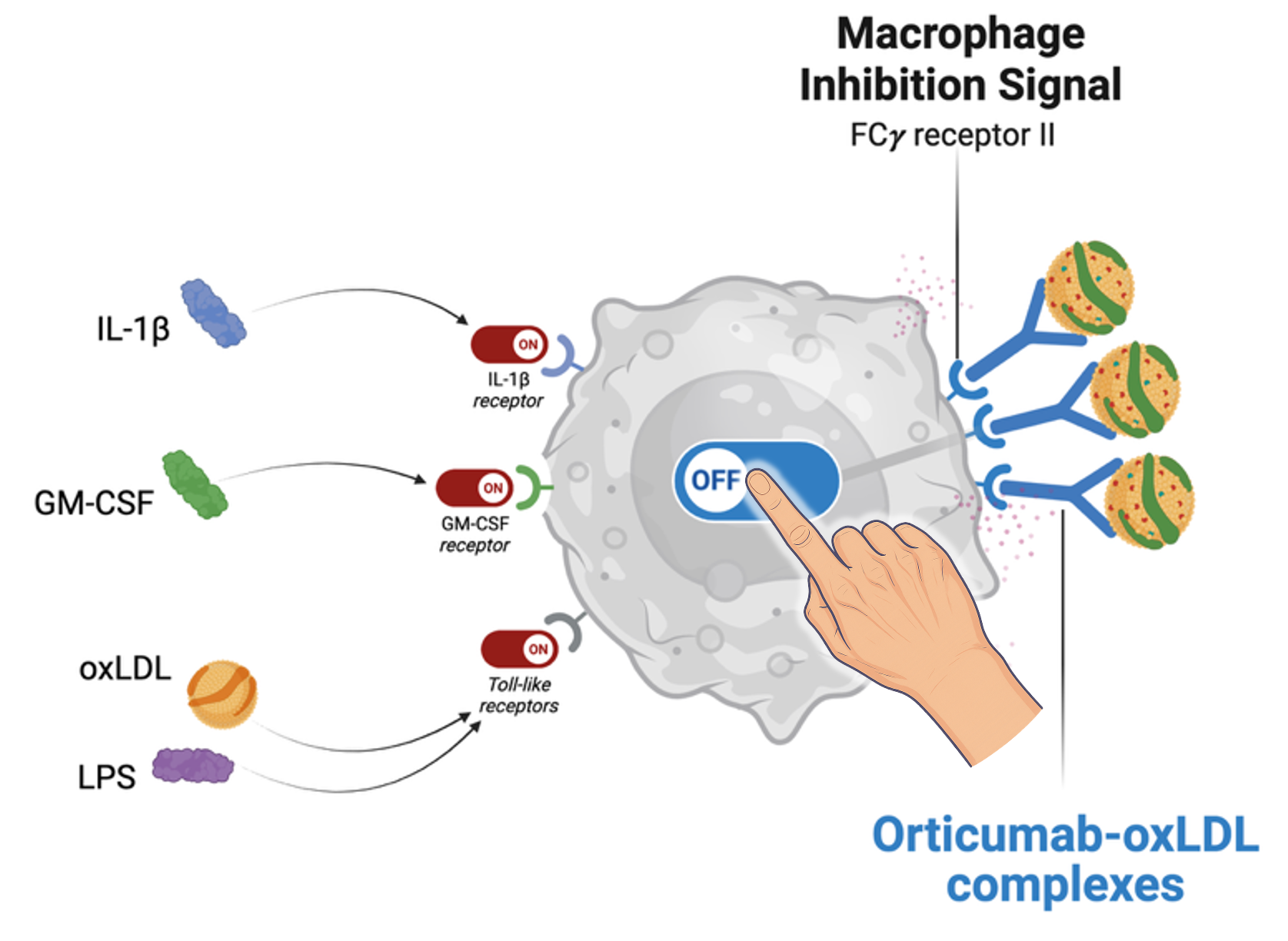 macrophage_finger (1)