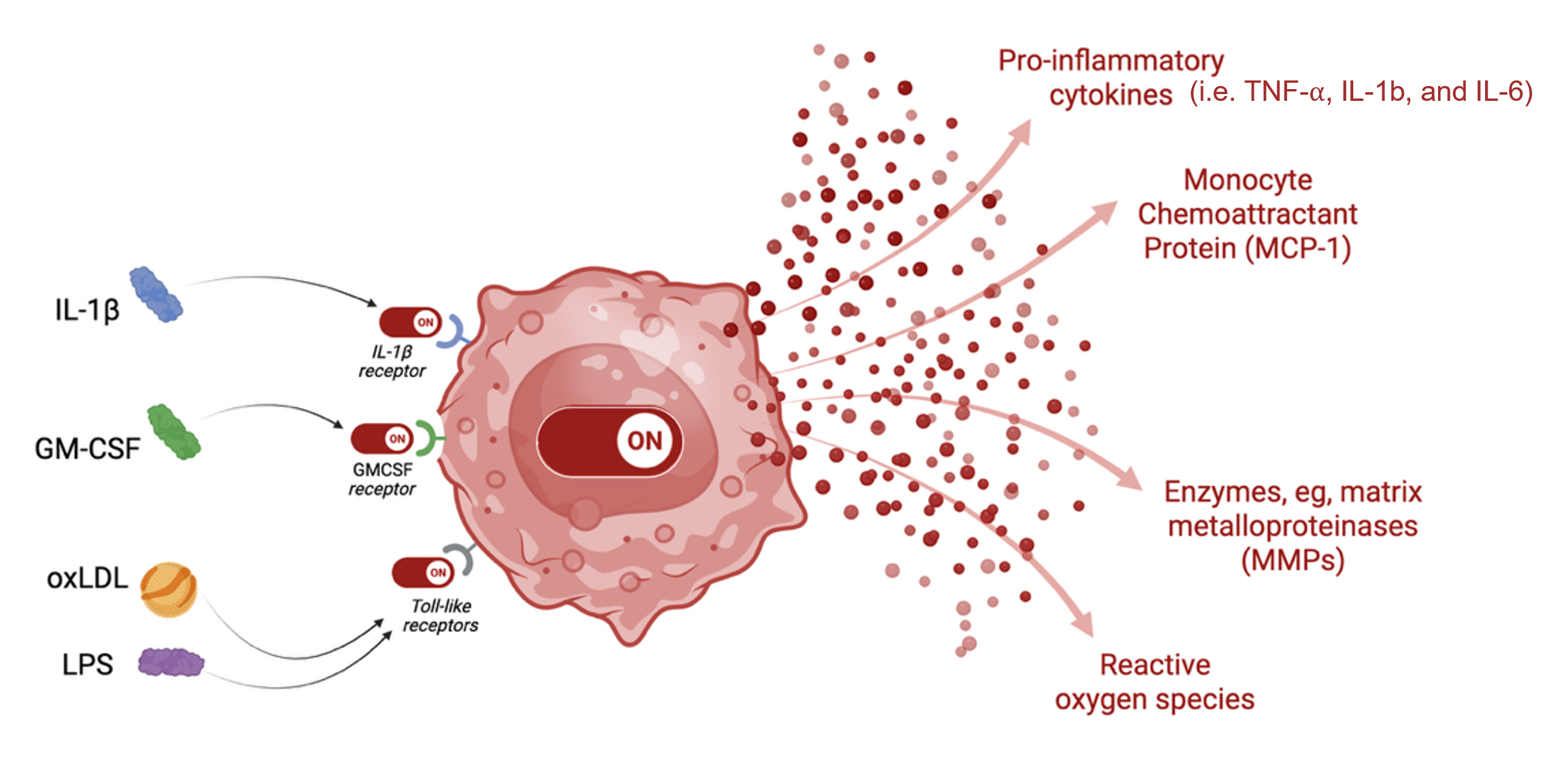 activated macrophage